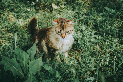 Cat on field