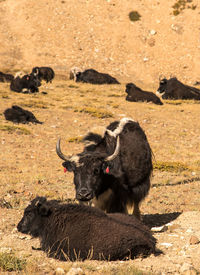 The herd of yaks