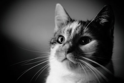 Close-up portrait of cat