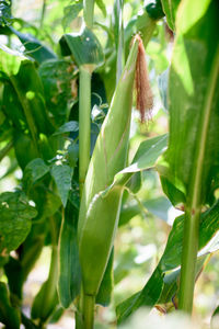 Close-up of fresh green plant