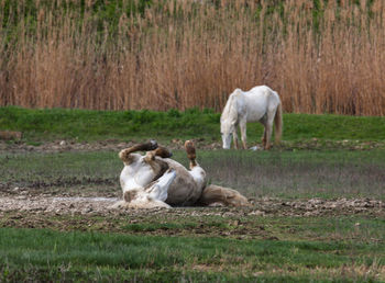 Sheep on field