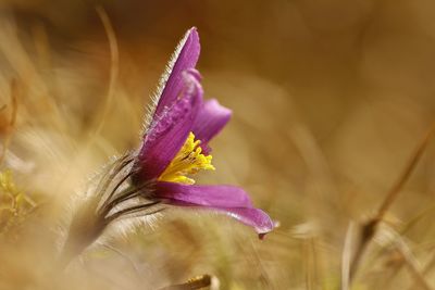 Close-up of purple crocus blooming outdoors