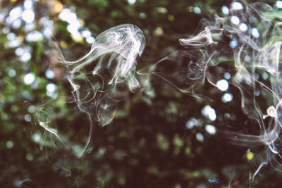 Close-up of spider web on tree