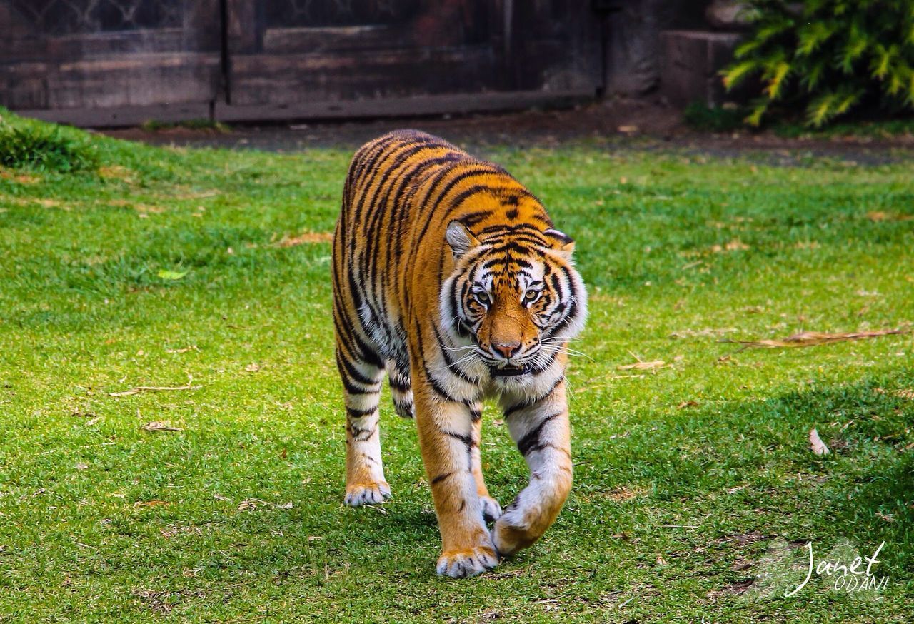 FULL LENGTH OF A CAT