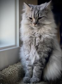 Close-up of a rag doll cat looking away