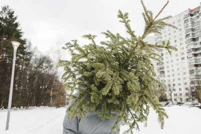 Man carrying fir tree on shoulder in winter