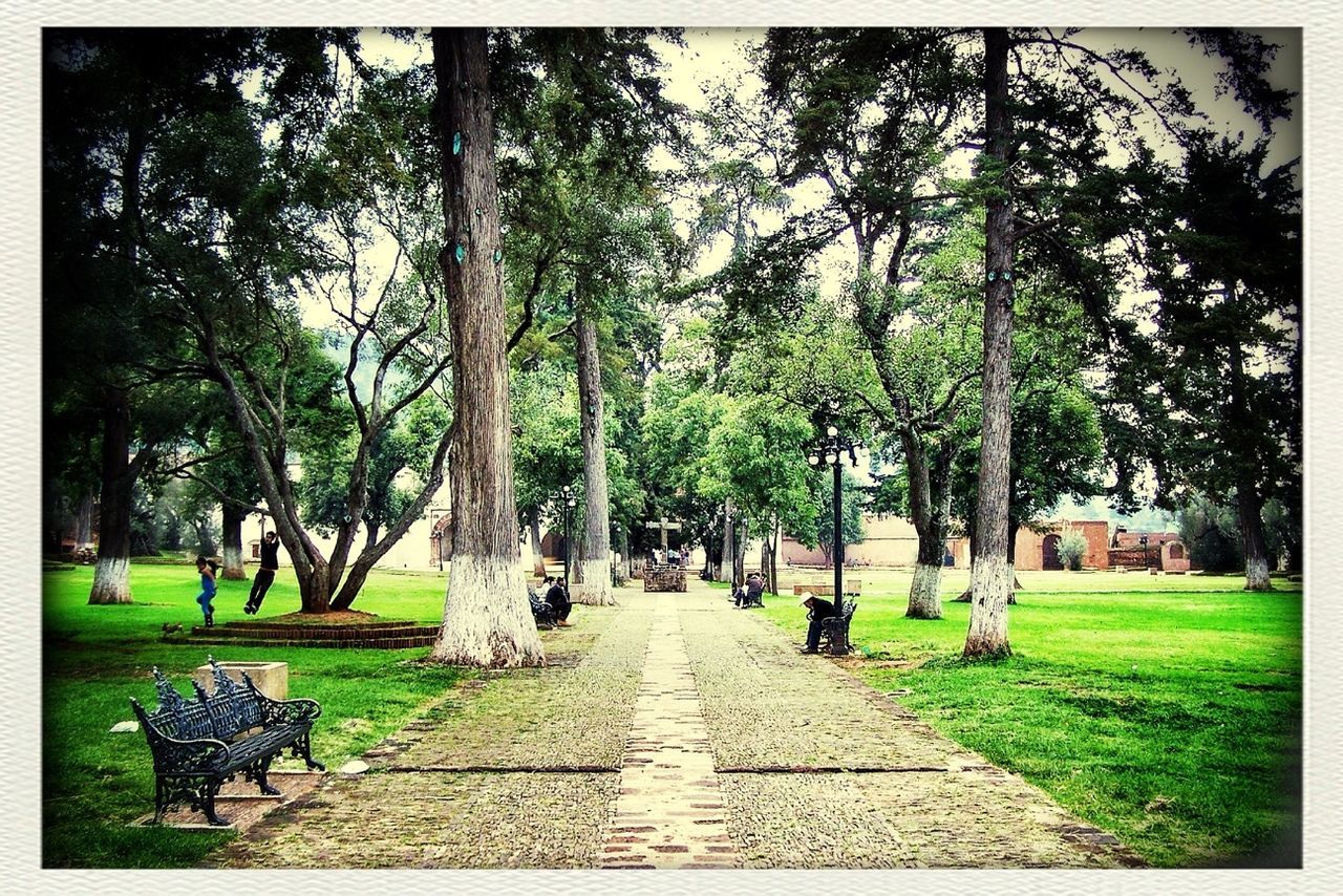 tree, the way forward, footpath, grass, diminishing perspective, green color, park - man made space, growth, treelined, shadow, tree trunk, sunlight, empty, transfer print, walkway, road, vanishing point, pathway, sky, tranquility