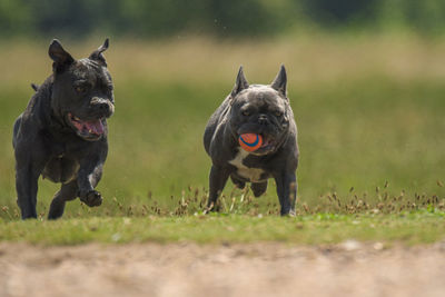 Dogs running on field