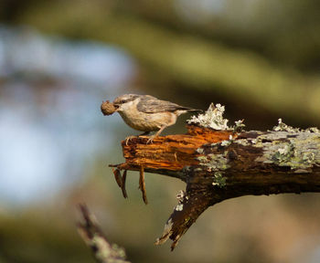 Close-up of bird perching on tree