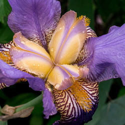 Close-up of raindrops on purple flower