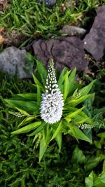 Close-up of white flowers