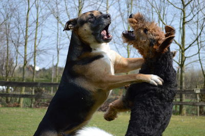 Dogs playing on field at park