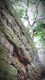 Low angle view of trees