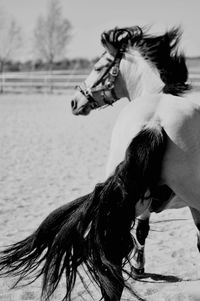 Close-up of a horse on the beach