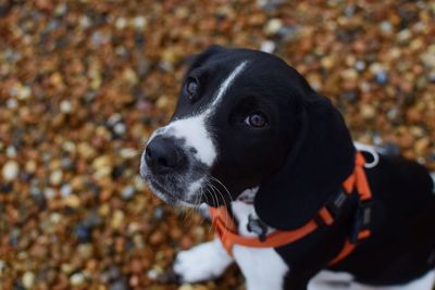 Close-up of dog looking away