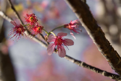 Close-up of cherry blossom on tree