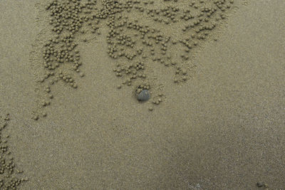 High angle view of footprints on wet sand