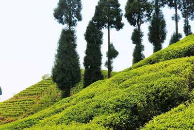 Scenic view of forest against sky