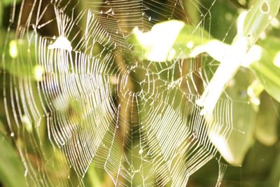 Close-up of spider web on plant