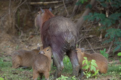 Closeup portrait of mother with baby capybara hydrochoerus hydrochaeris feeding, bolivia.