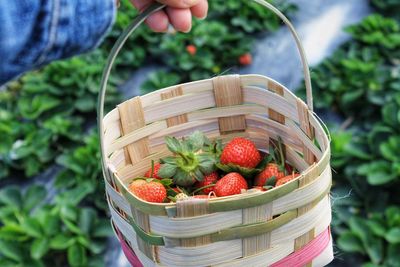 Person holding strawberries in basket