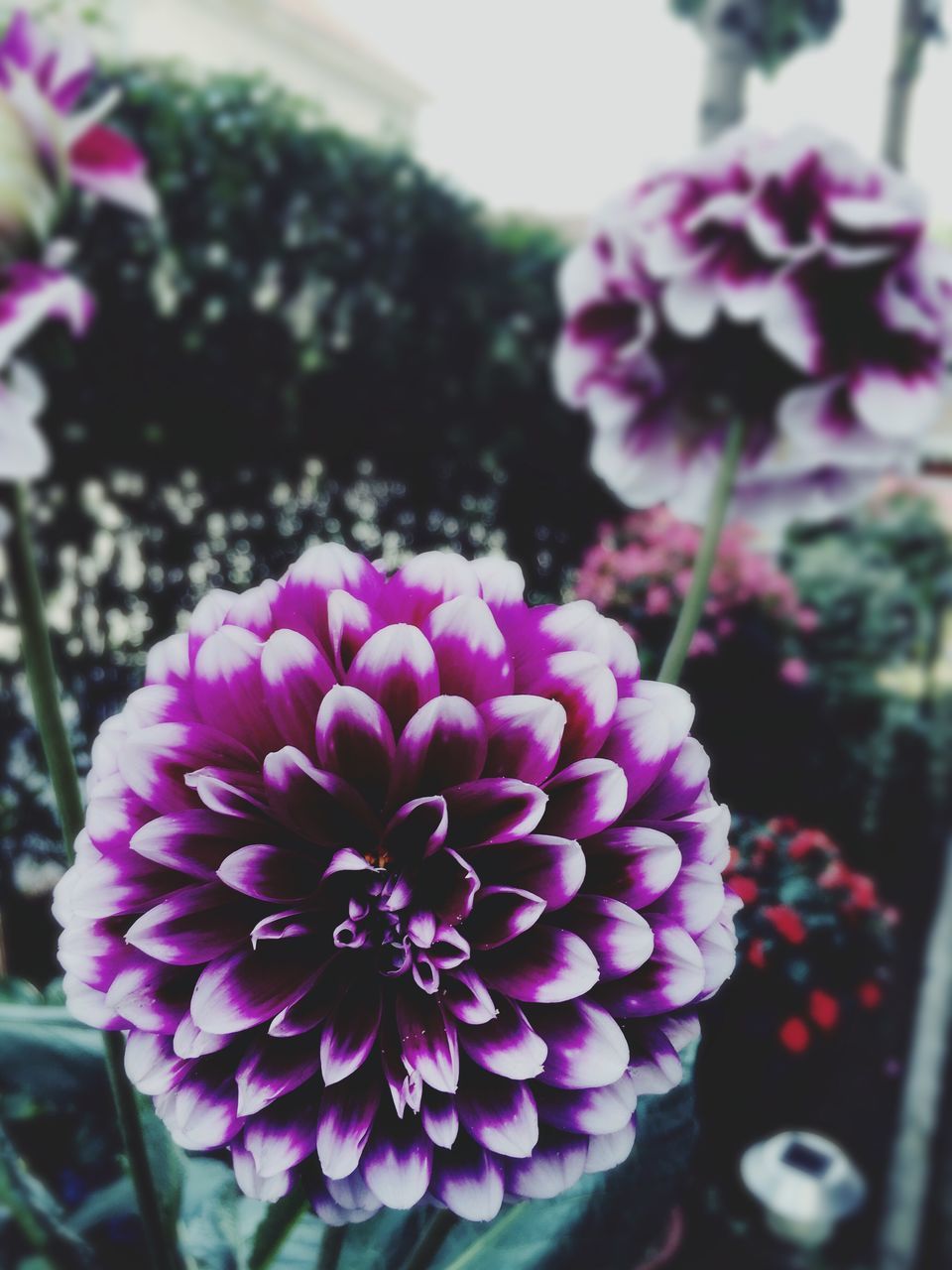 CLOSE-UP OF PURPLE FLOWERS