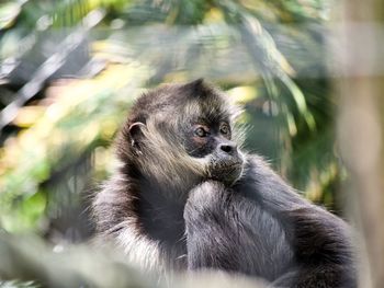 Close-up side view of spider monkey