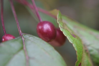 Close-up of leaves