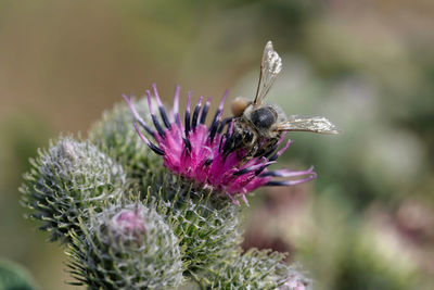 Close-up of bumblebee on flower