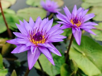 Close-up of purple flowers blooming outdoors