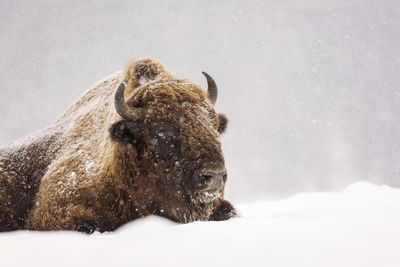 View of an animal on snow covered land