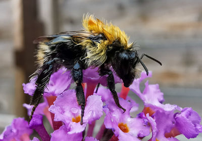 bee