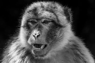 Portrait of a monkey