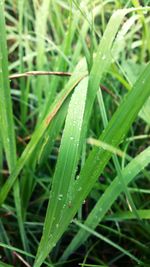 Close-up of dew drops on grass