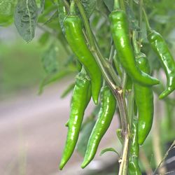 Close-up of wet chili pepper plant