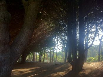 Trees in forest