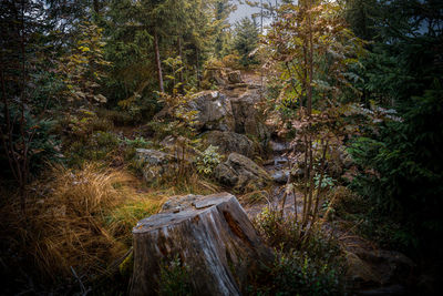 Stream flowing amidst trees in forest