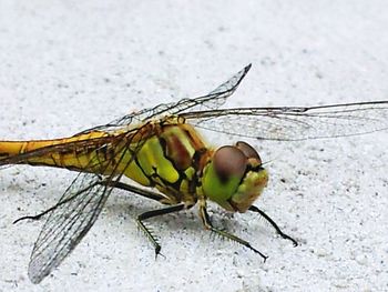 Close-up of insect