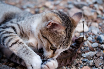 Close-up of a cat relaxing on field