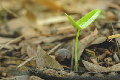 Close-up of plant growing on field