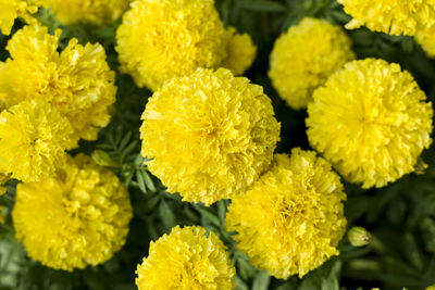 Close-up of yellow flowers