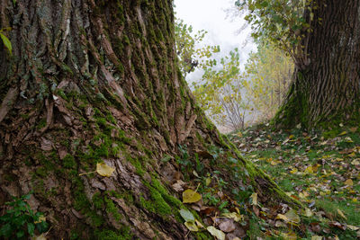Trees growing in forest