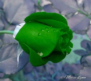 Close-up of green leaves