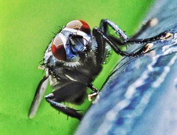 Close-up of insect on leaf