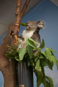 Low angle view of cat on branch