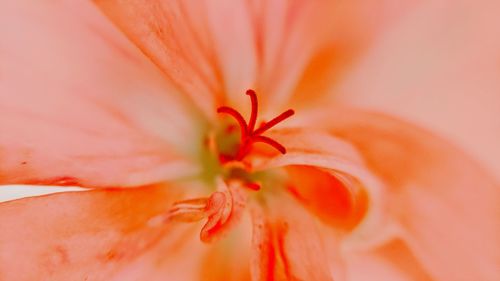 Close-up of orange flower pollen