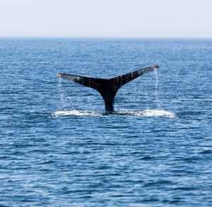 Low section of whale in calm blue sea against clear sky