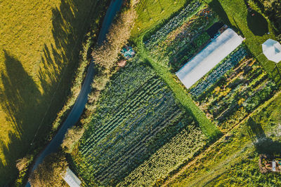 High angle view of corn field