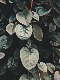 High angle view of leaves on plant