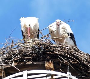 Birds in nest against clear blue sky